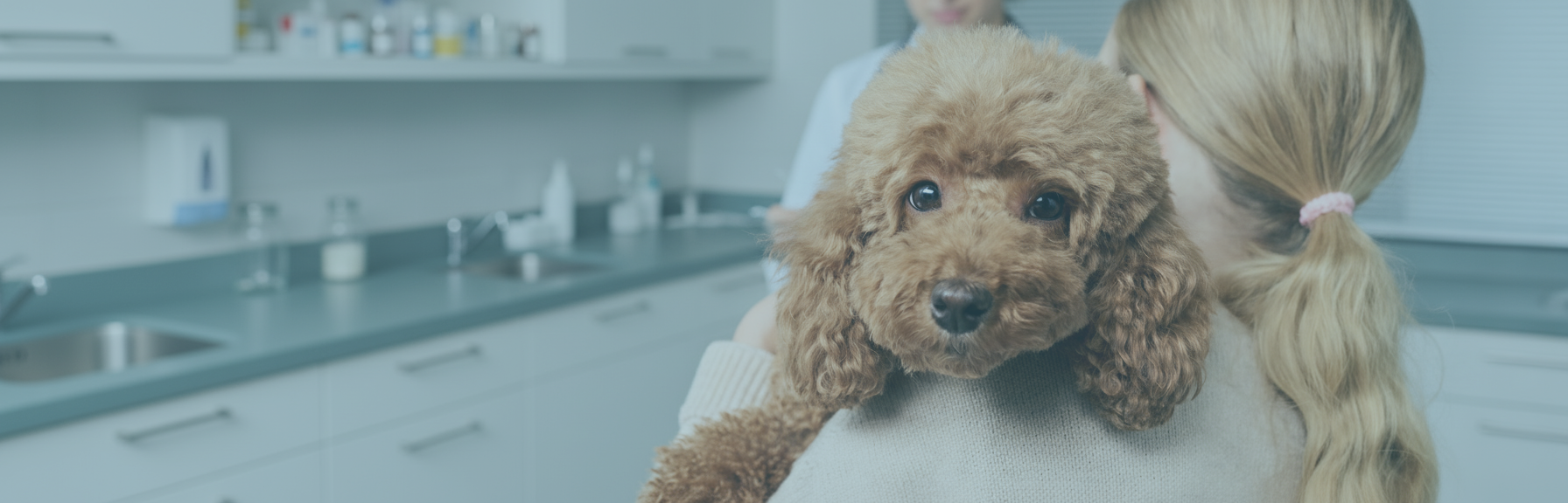 Consultorio Veterinario <br/> HuellaCat