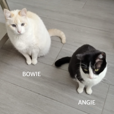 Clinica veterinaria huellacat granada