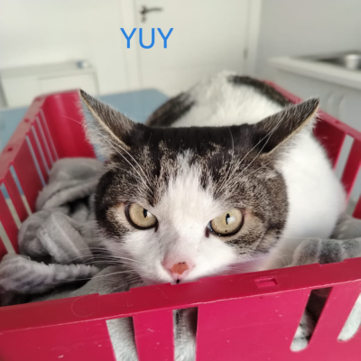 Clinica veterinaria huellacat granada