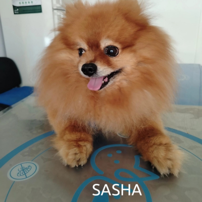 Clinica veterinaria huellacat granada