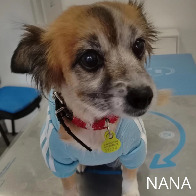 Clinica veterinaria huellacat granada