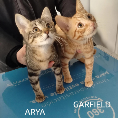 Clinica veterinaria huellacat granada